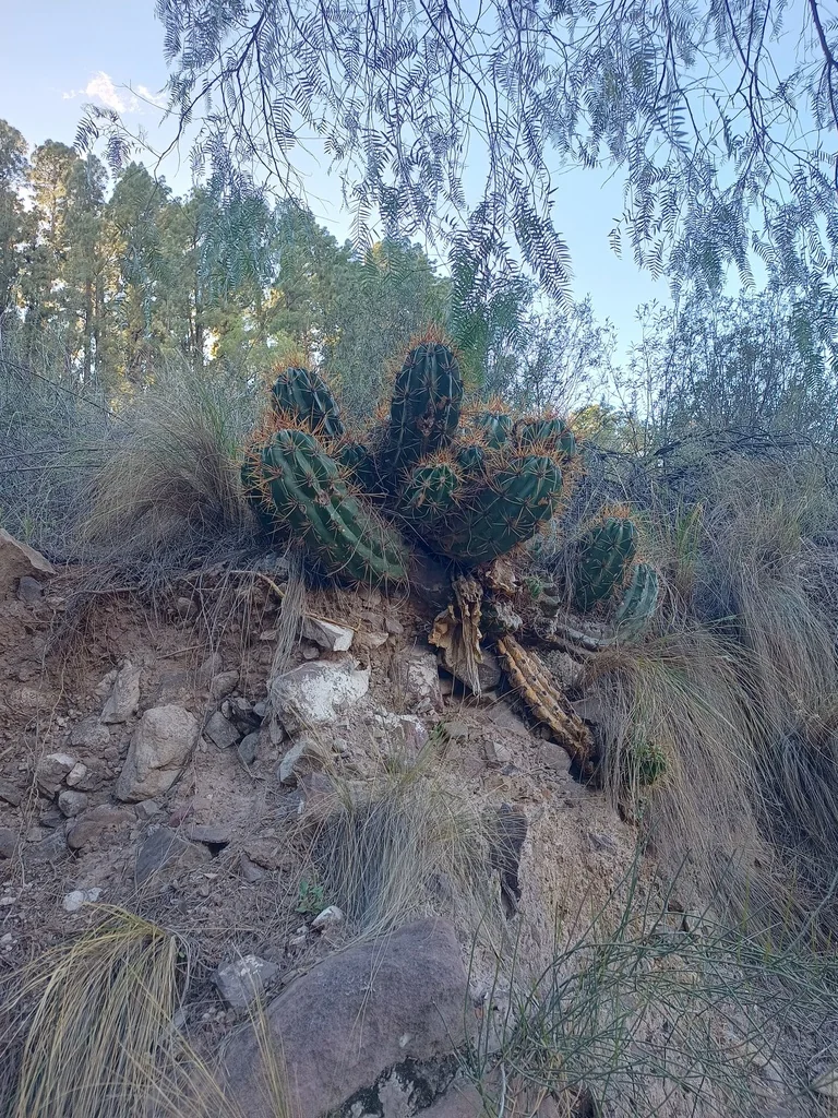 Echinopsis Candicans