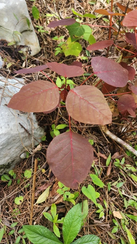 Euphorbia Cotinifolia
