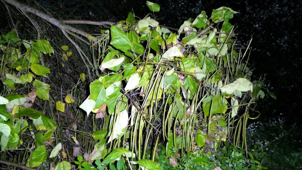 Catalpa Bignonioides