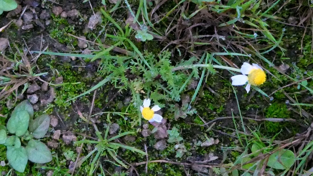 Chamaemelum Nobile
