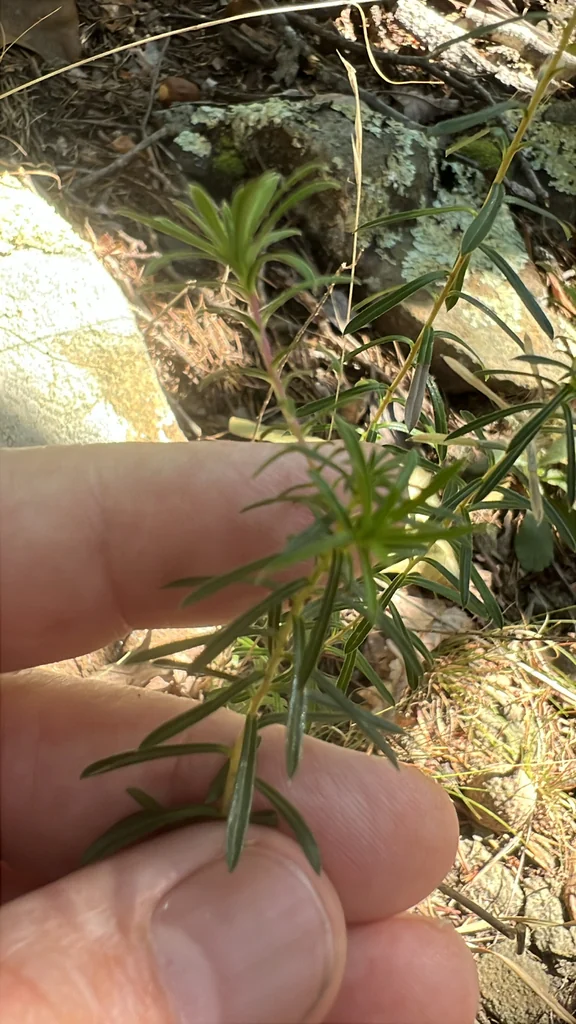 Ionactis linariifolius