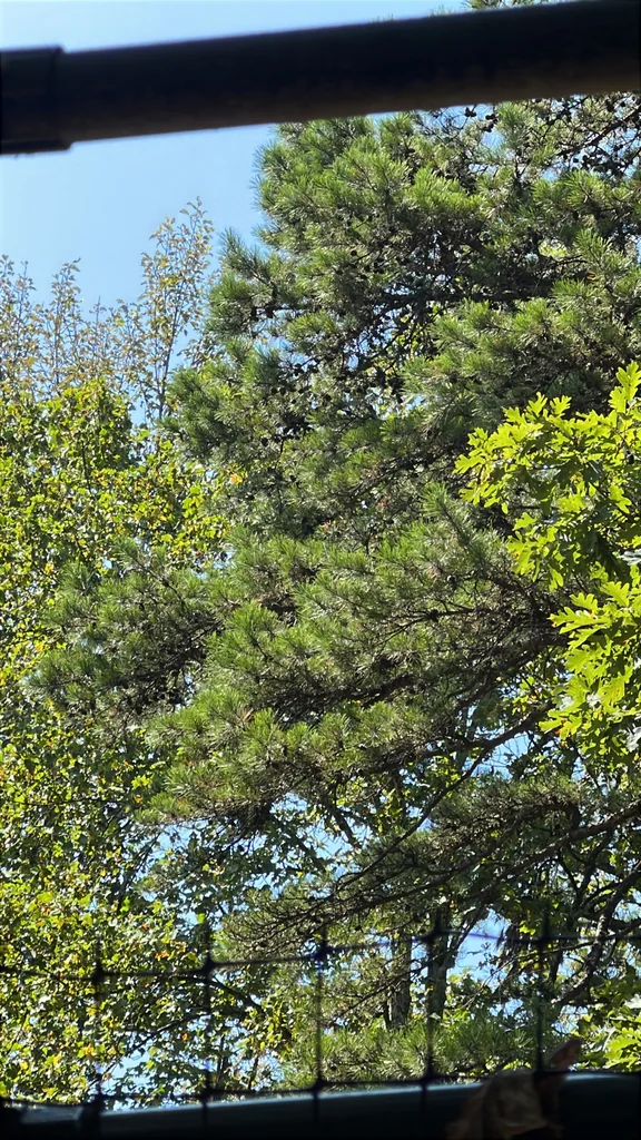 Pinus Echinata
