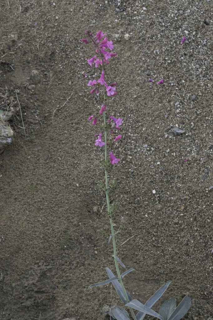 Penstemon Parryi