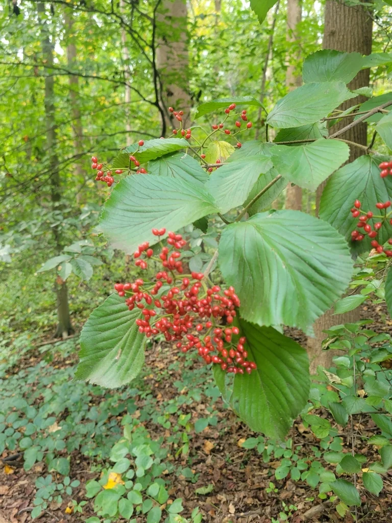 Viburnum dilatatum