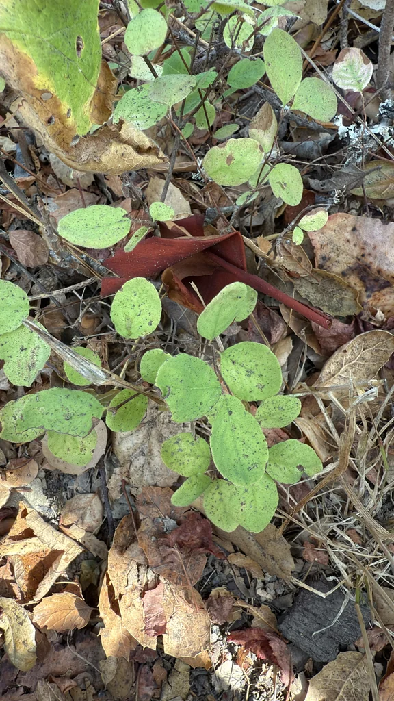Symphoricarpos Mollis