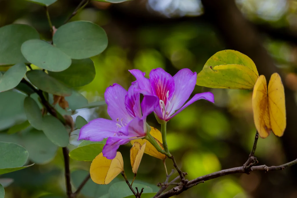 Bauhinia Variegata