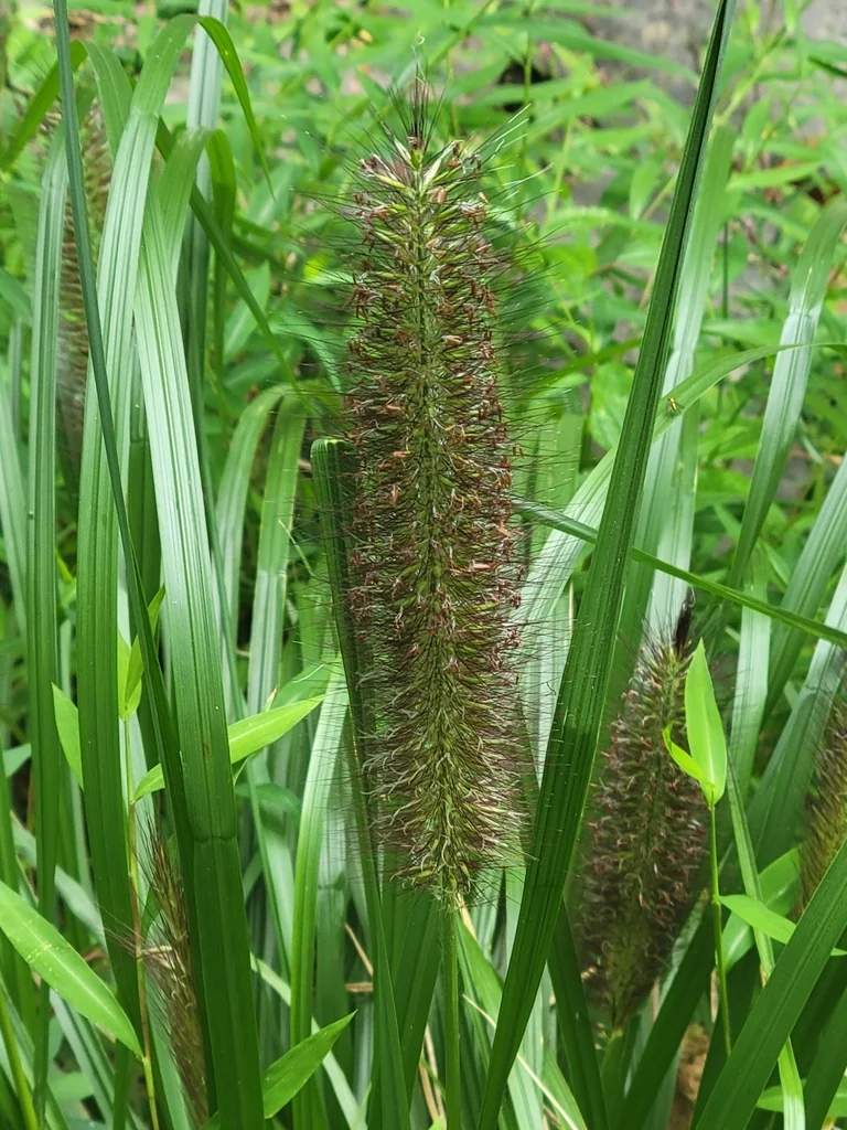 Pennisetum alopecuroides