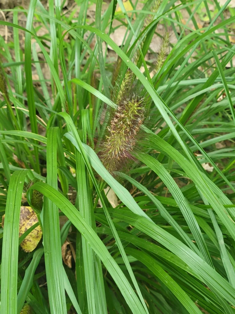 Pennisetum alopecuroides