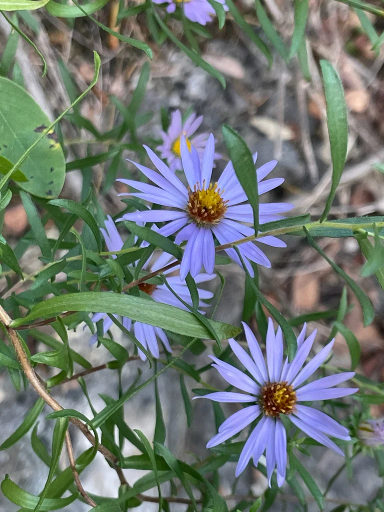 Symphyotrichum Oblongifolium
