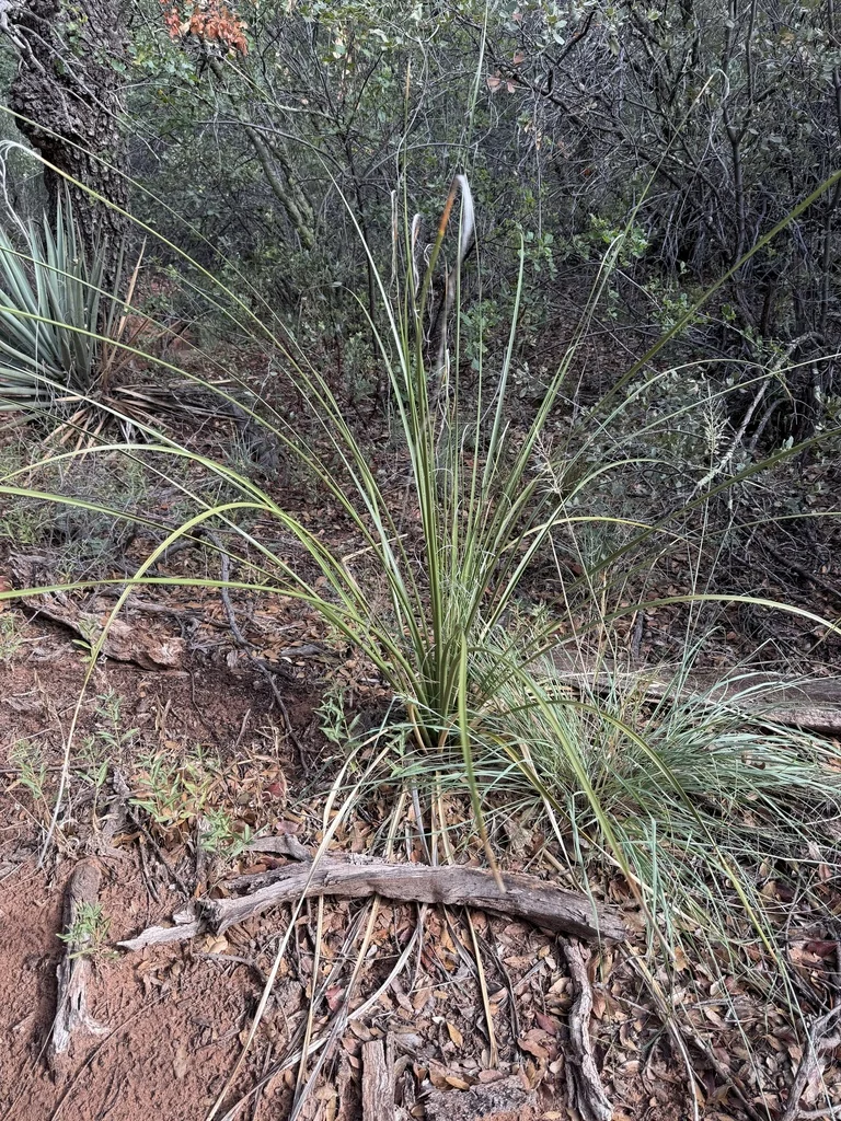 Nolina microcarpa