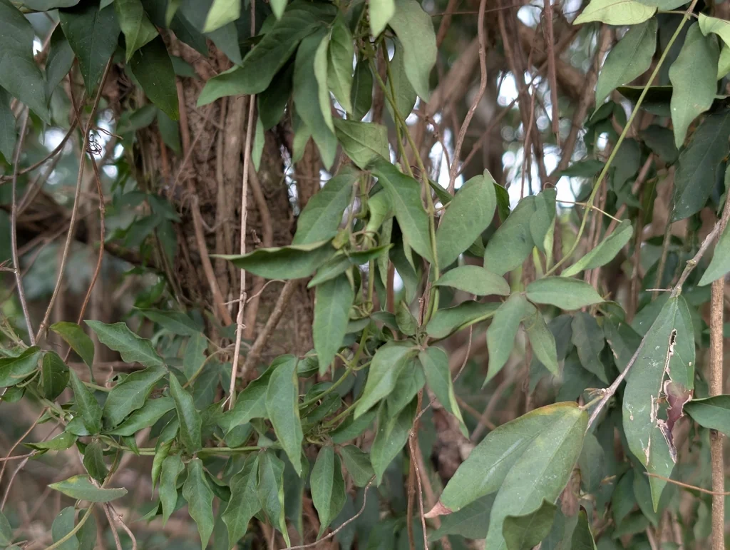 Macfadyena Unguis-Cati