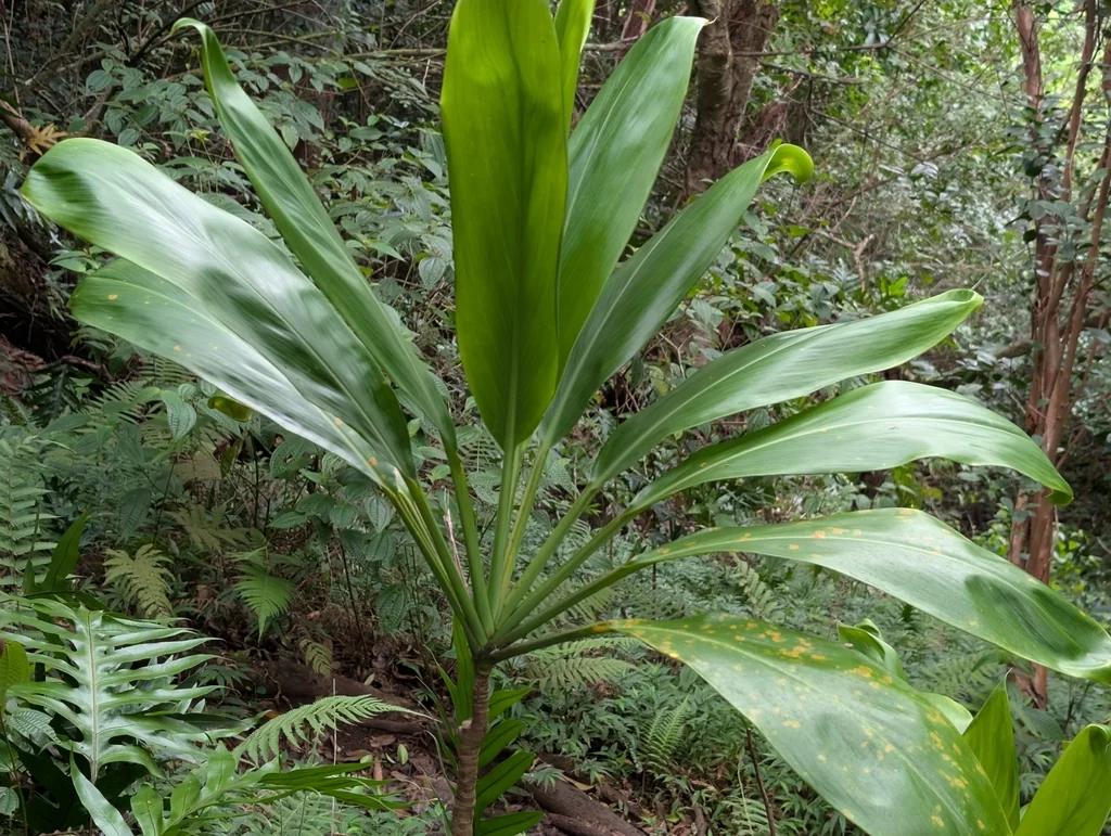 Cordyline fruticosa