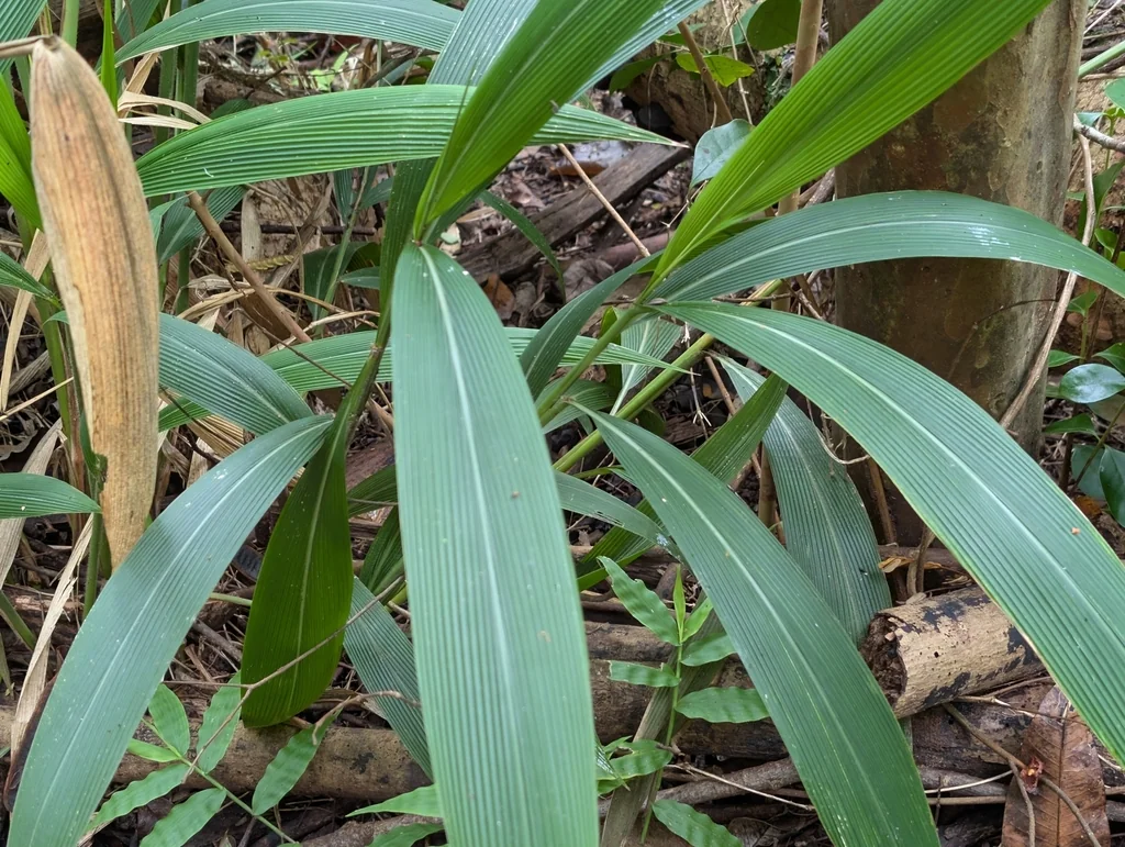 Setaria Palmifolia