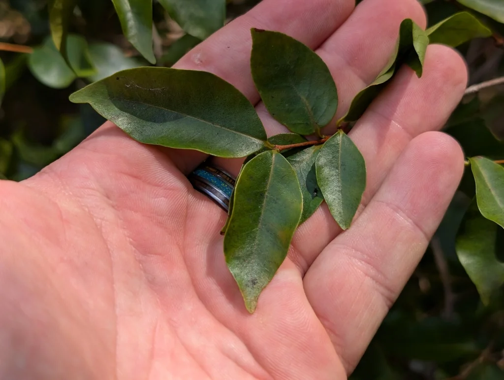 Eugenia Uniflora