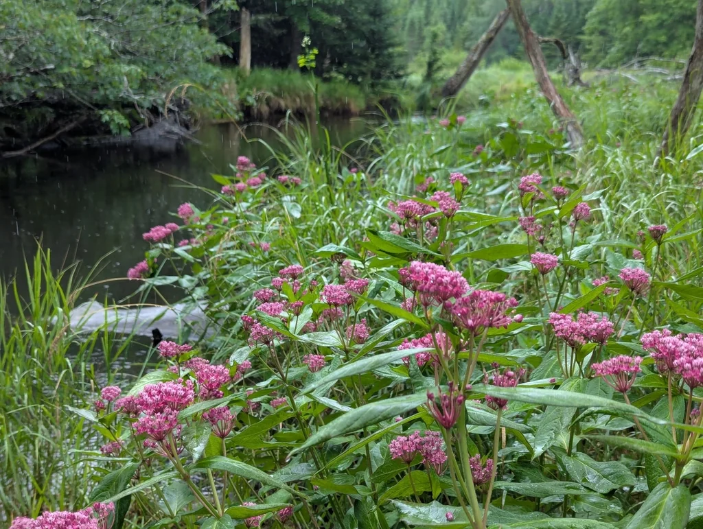 Asclepias Incarnata Pulchra