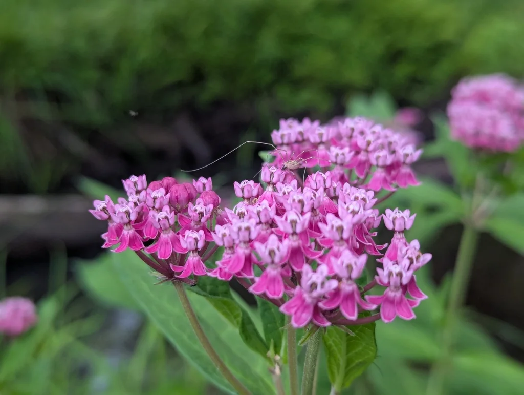 Asclepias Incarnata Pulchra