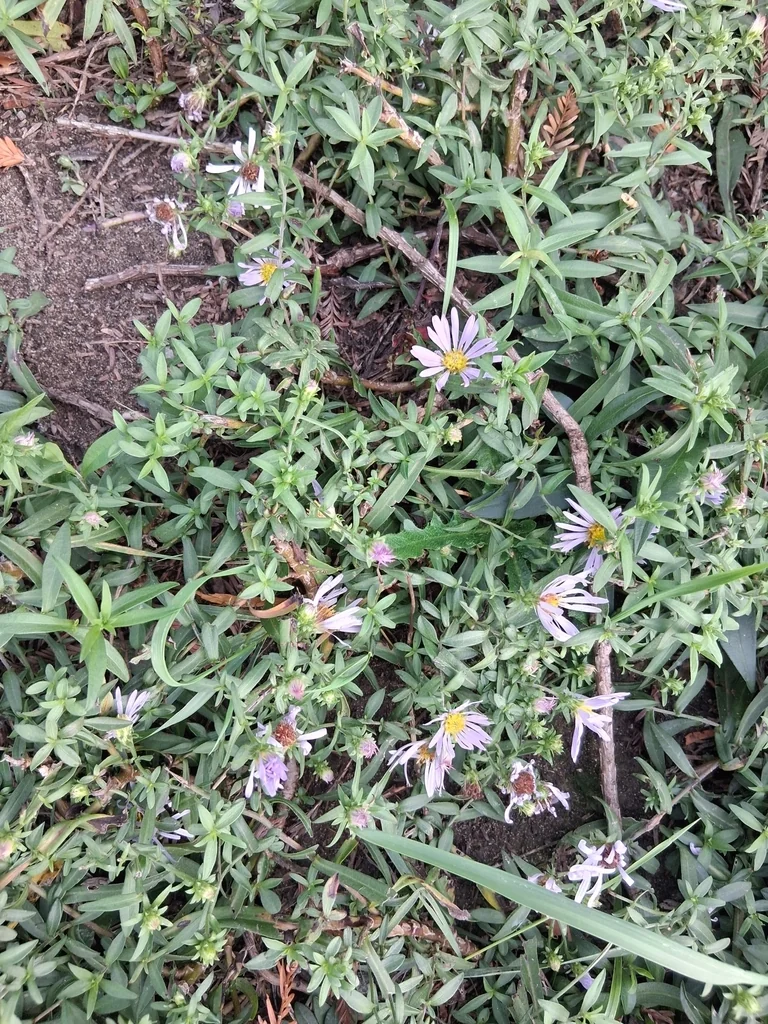 Symphyotrichum Chilense