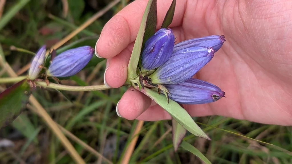 Gentiana Andrewsii
