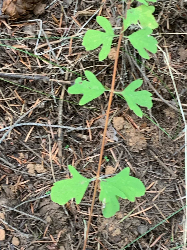 Symphoricarpos Mollis