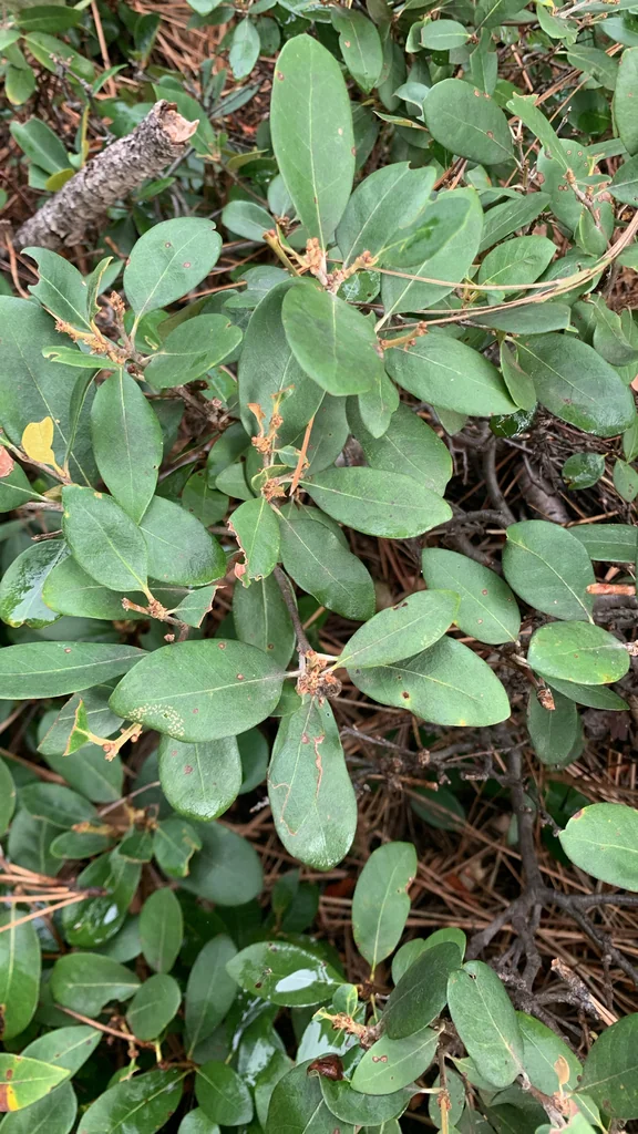 Chrysolepis Sempervirens