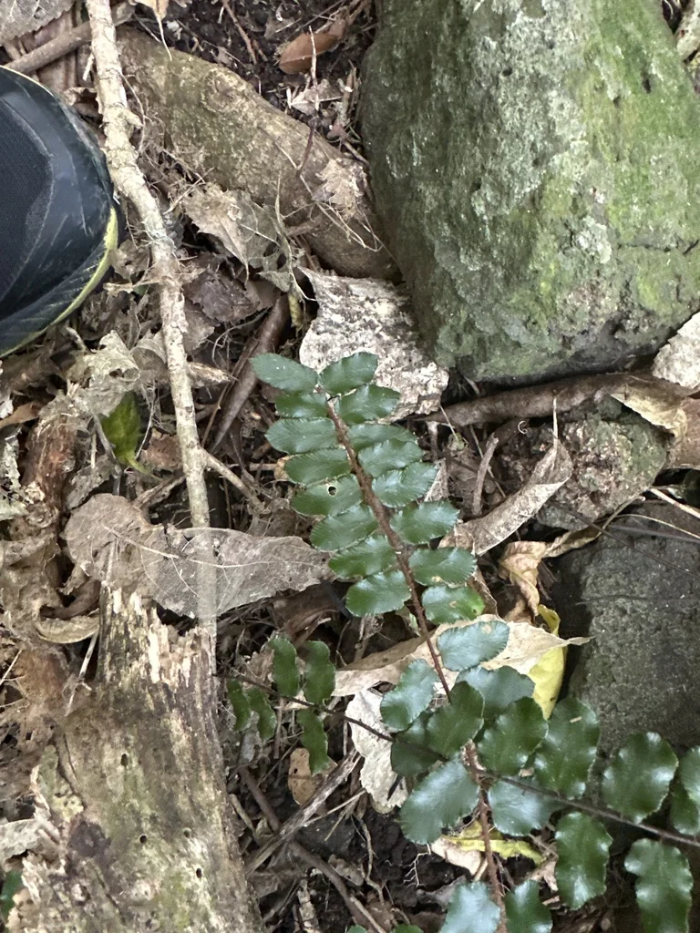 Pellaea Rotundifolia