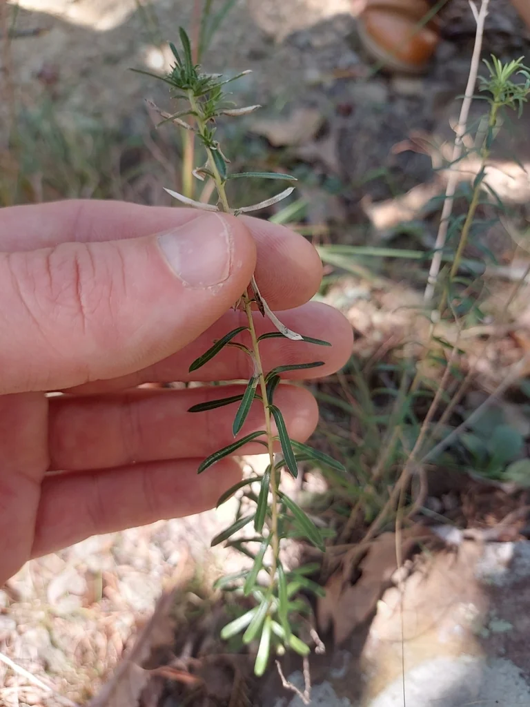 Ionactis linariifolius