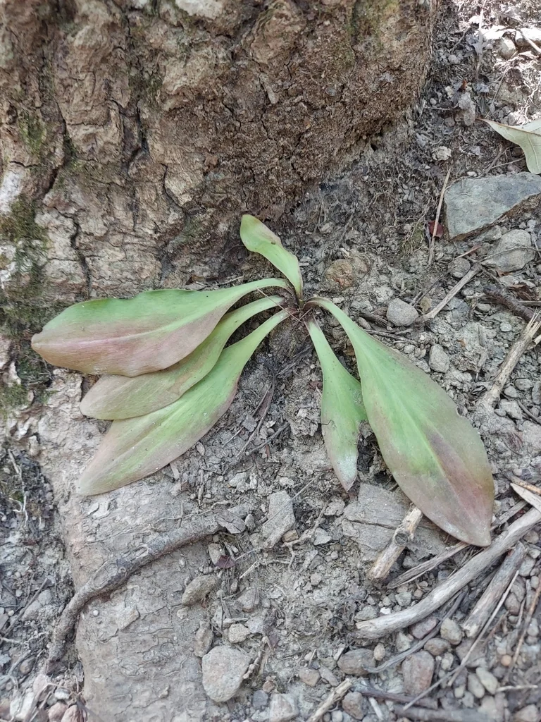 Chamaelirium Luteum