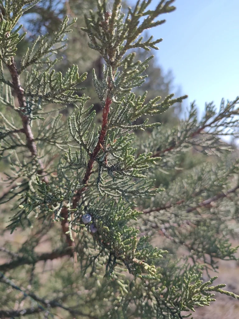 Juniperus Occidentalis