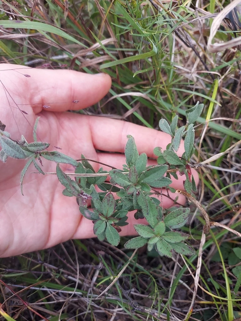 Oenothera Fruticosa