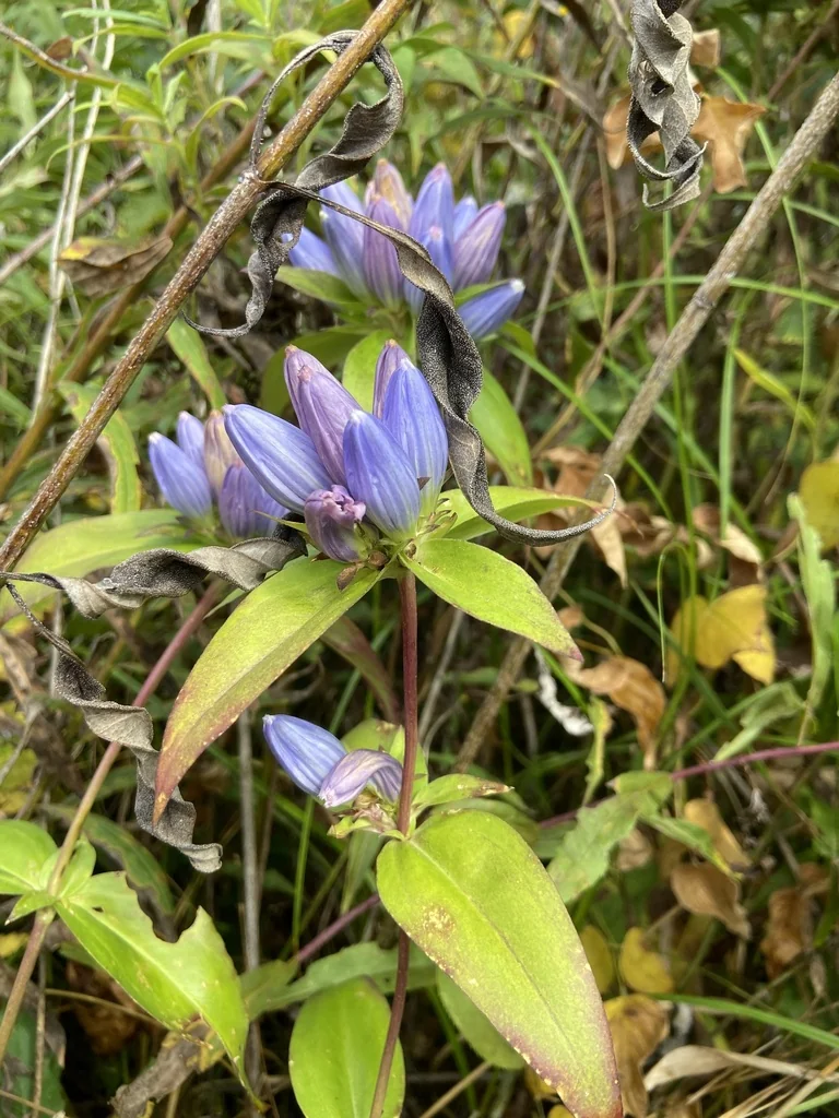 Gentiana Andrewsii
