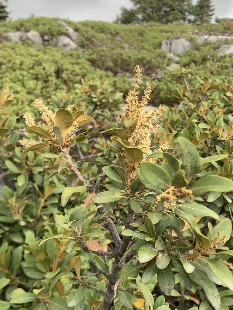 Chrysolepis Sempervirens