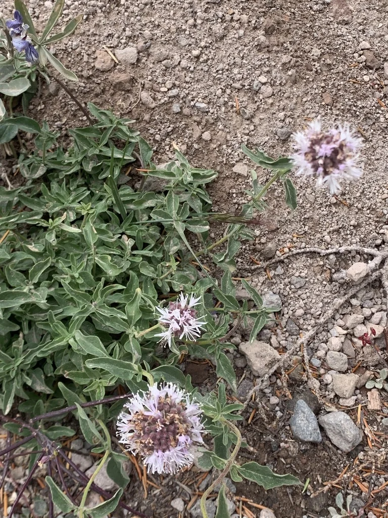 Monardella Odoratissima