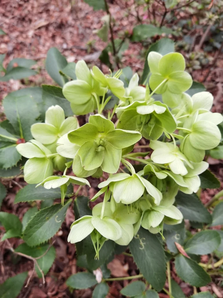 Helleborus Argutifolius
