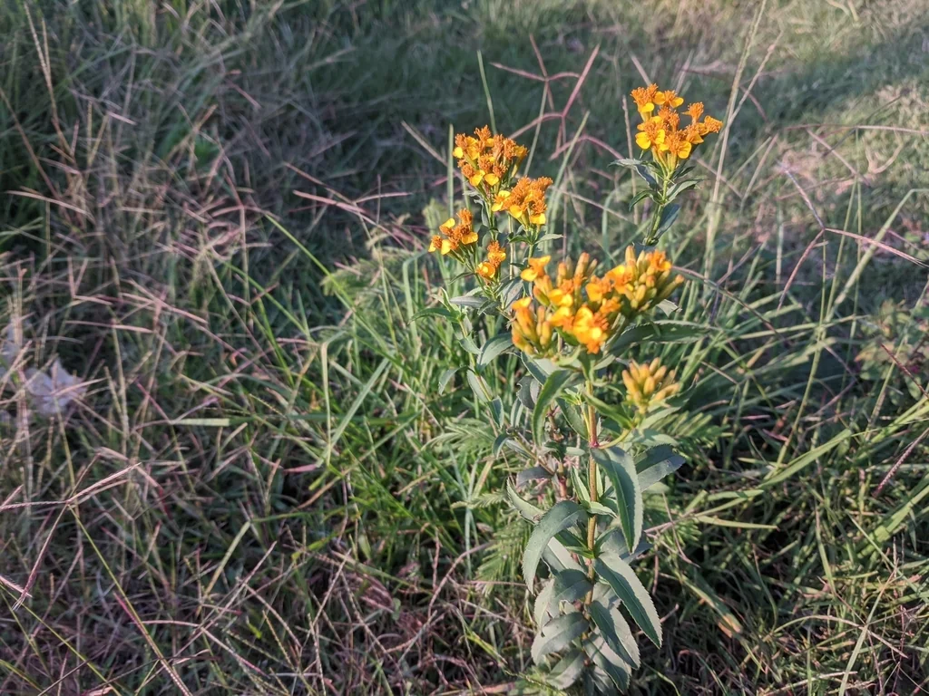 Tagetes Lucida