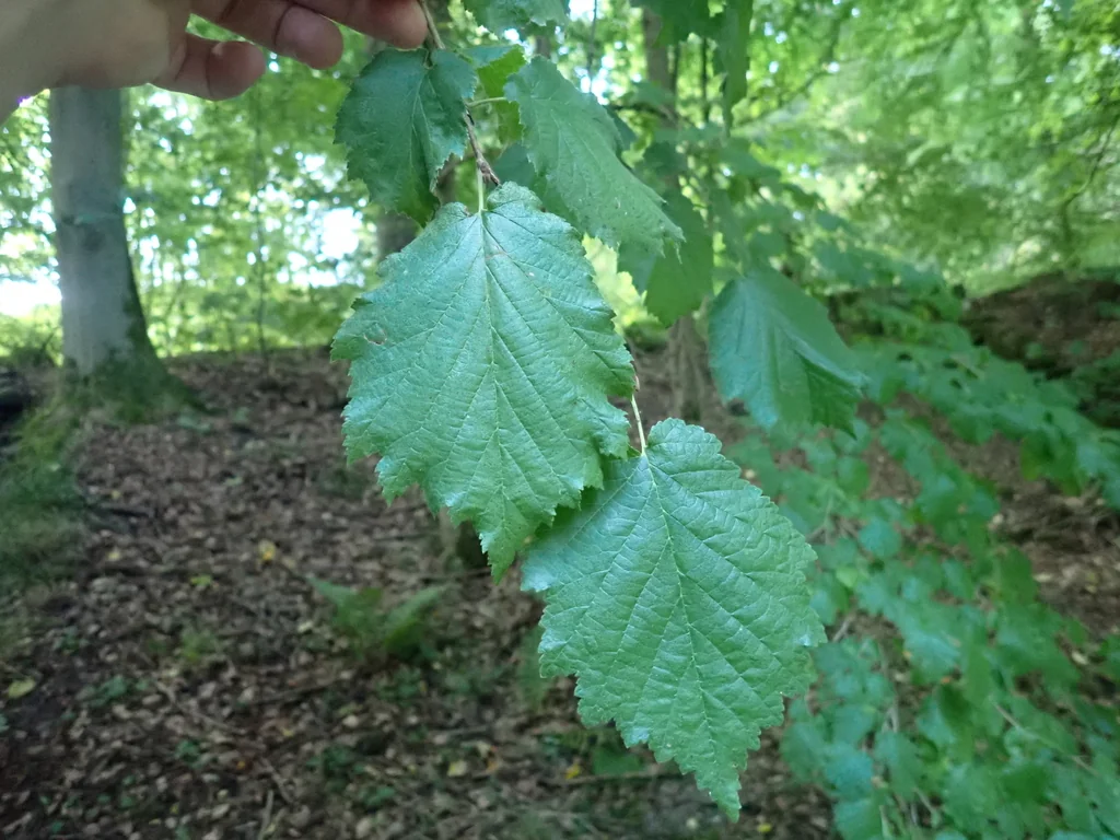 Corylus Colurna