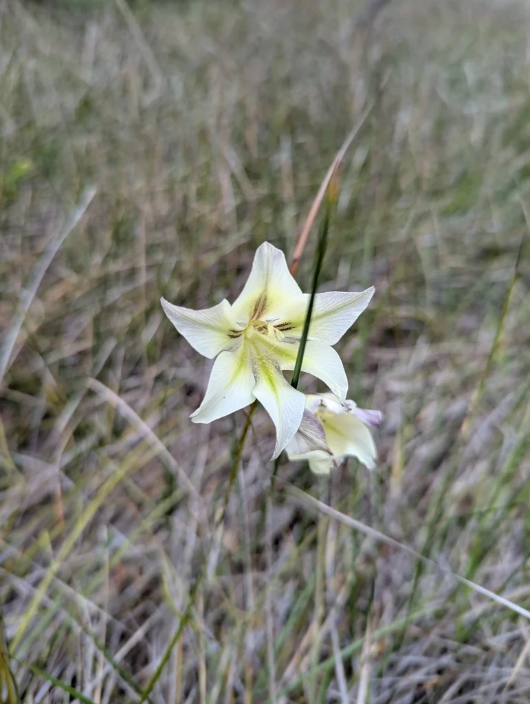 Gladiolus Tristis