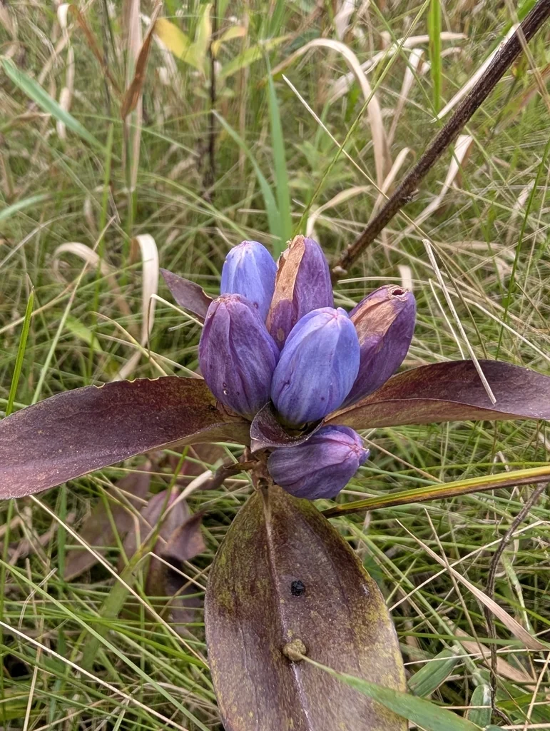 Gentiana Andrewsii