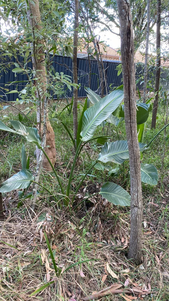 Strelitzia Nicolai