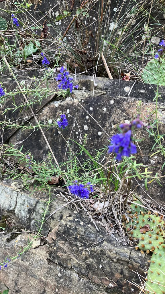 Hyssopus officinalis