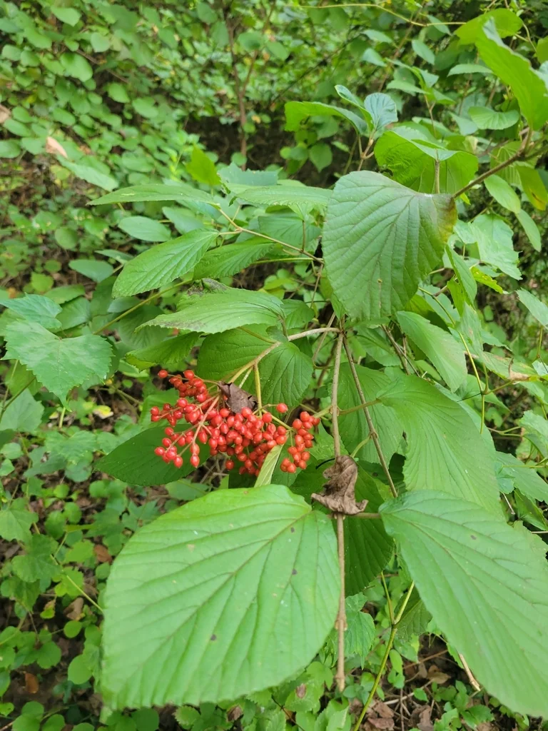 Viburnum dilatatum