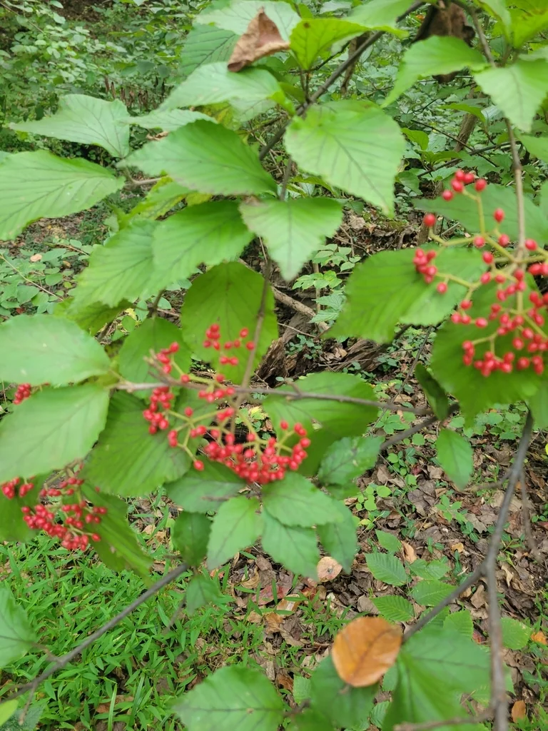Viburnum dilatatum