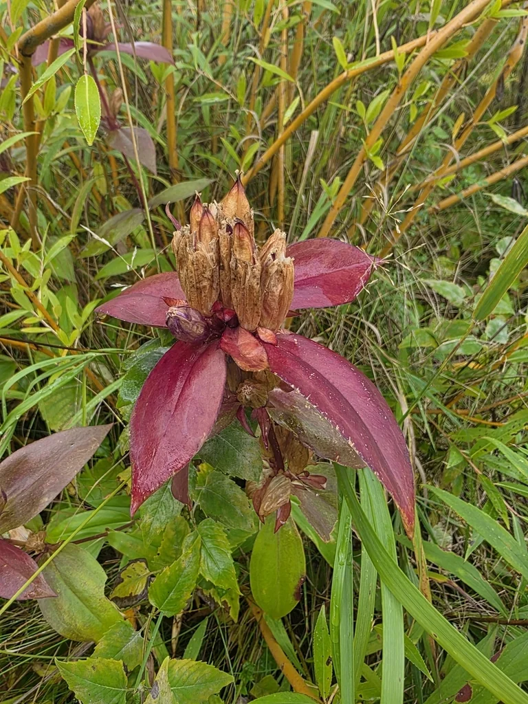 Gentiana Andrewsii