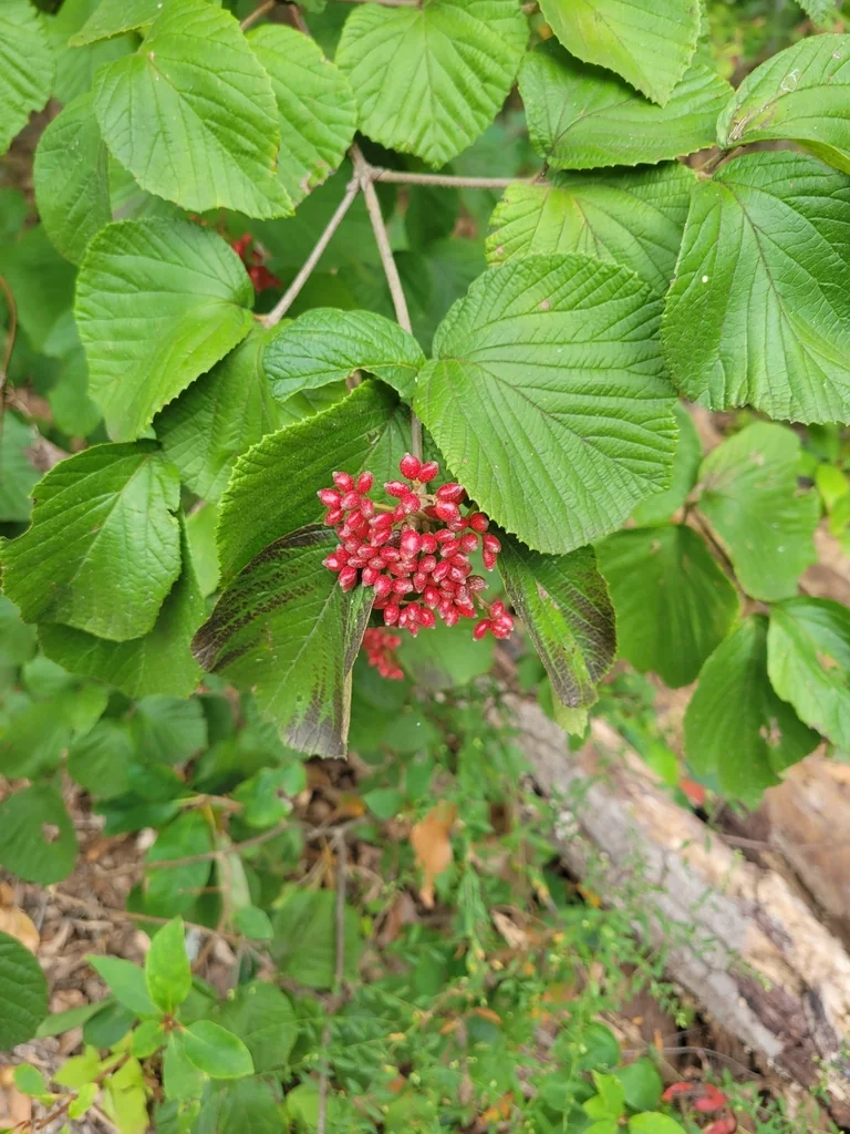 Viburnum dilatatum