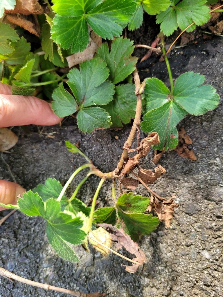 Waldsteinia Ternata