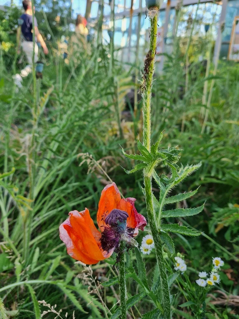 Papaver Orientale
