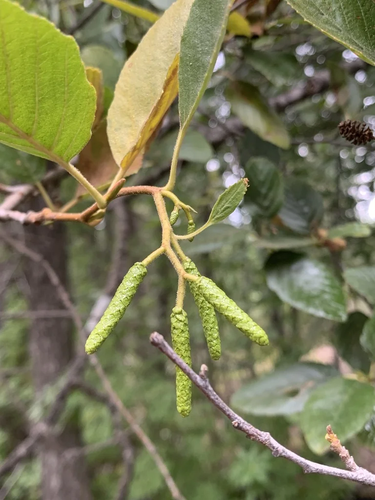 Alnus Rhombifolia