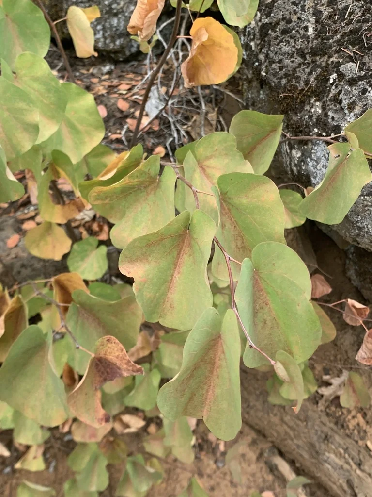 Cercis Occidentalis