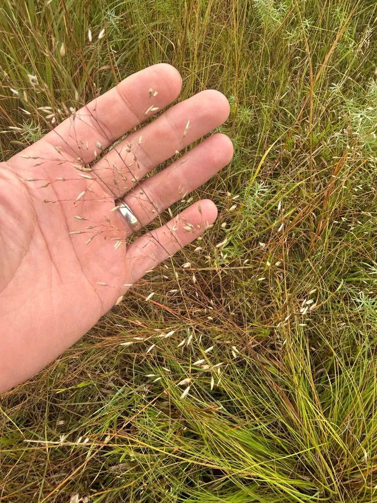 Sporobolus Heterolepis