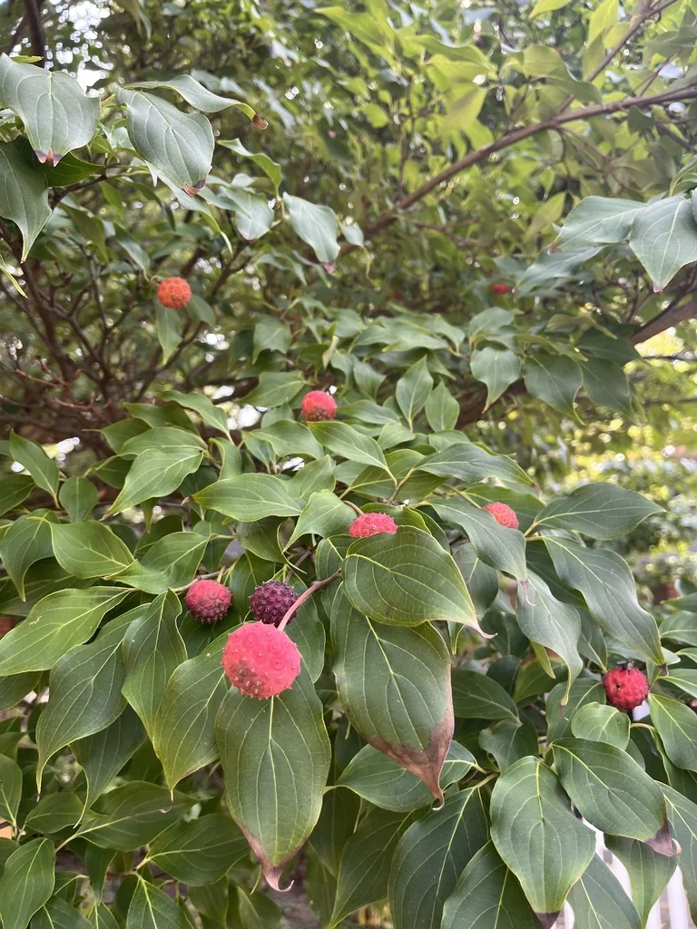 Cornus Kousa