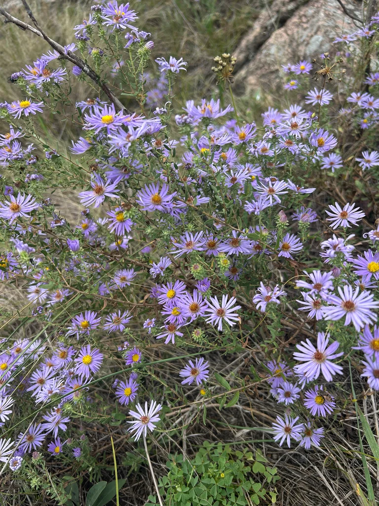 Symphyotrichum Oblongifolium